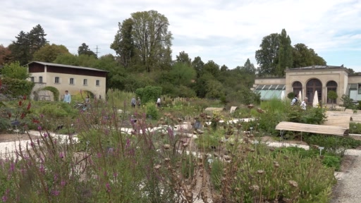 Arzneipflanzengarten in voller Pracht