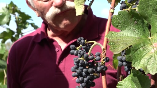 Trotz Rekordhitze: Winzern rechnen mit gutem Wein