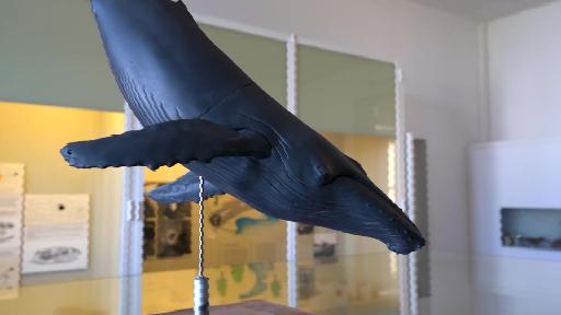 Naturhistorisches Museum erhält eigenes Buckelwal-Modell
