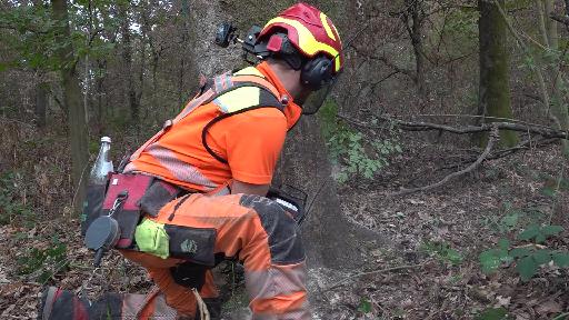Aufgrund der Folgen der Trockenheit müssen Bäume im Hardwald gefällt werden
