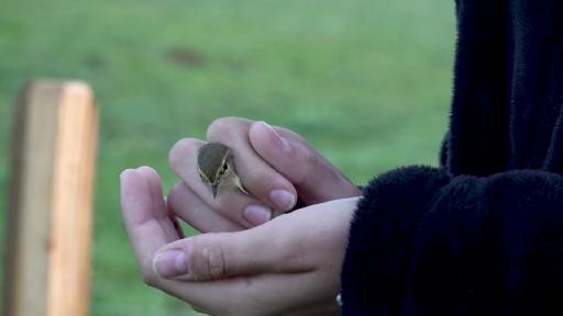 Wie läuft der Vogelzug nach dem Hitzesommer ab?