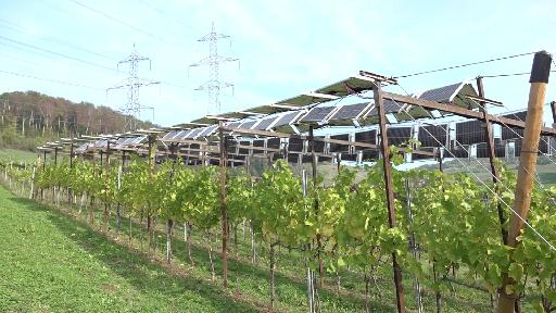 Pilotprojekt mit Solarpanels, die gleichzeitig als Schattenspender dienen
