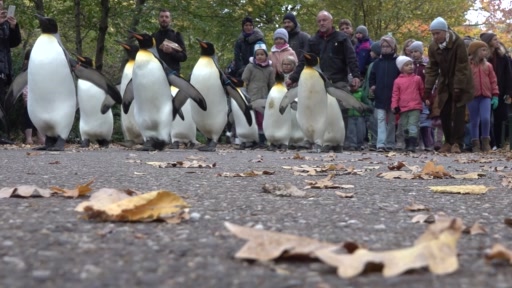 Die Pinguine gehen wieder auf Reisen